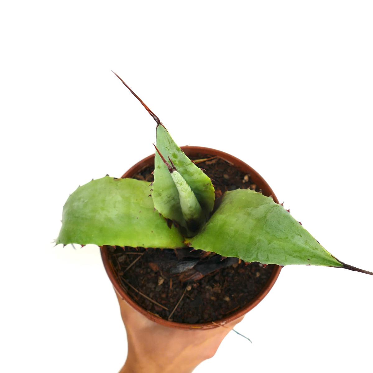 Agave celsii X Agave utahensis