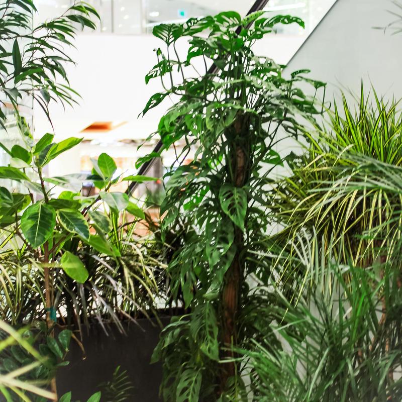 Swiss Cheese Vine Totem: Monstera adansonii - 14 inch pot - 6 foot tall