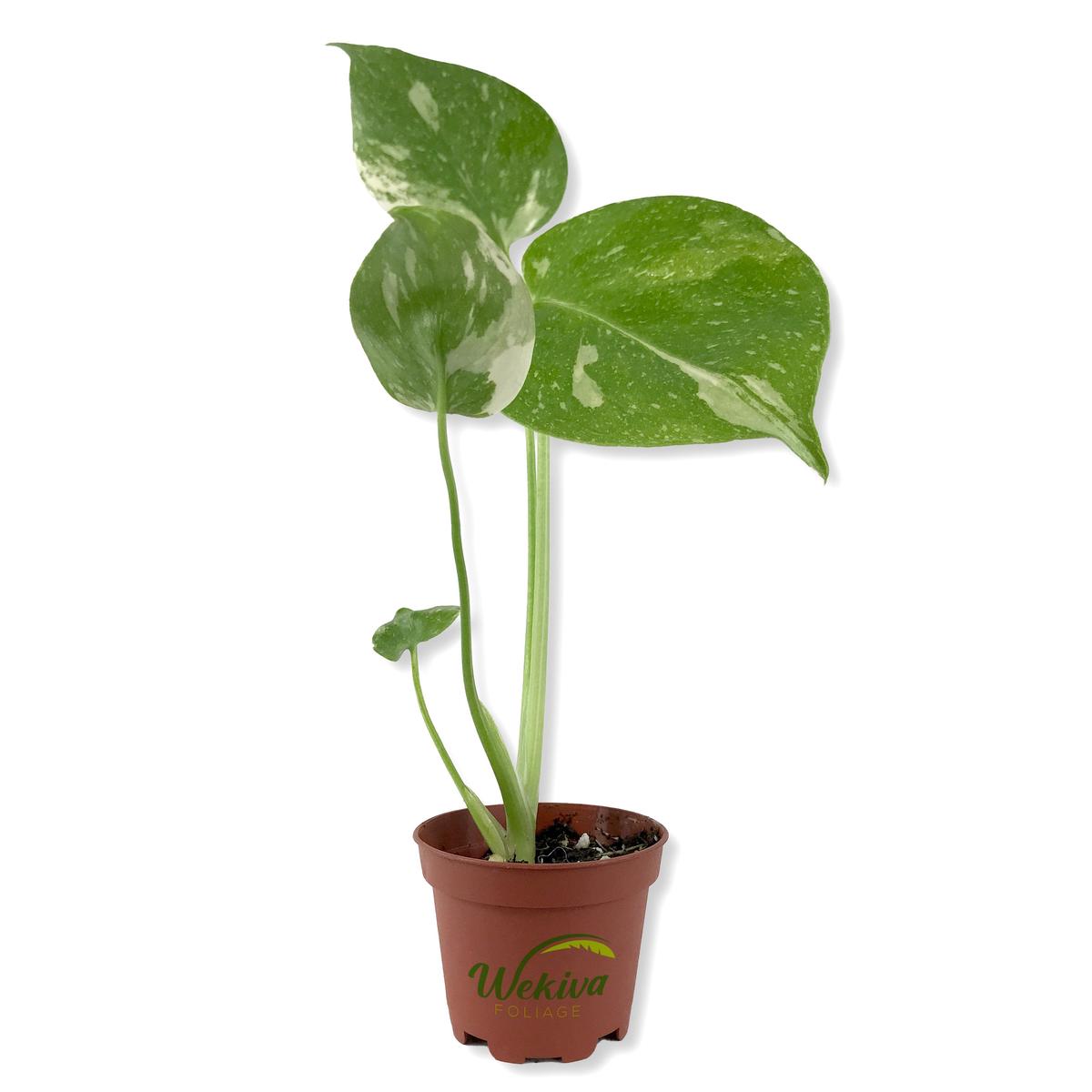 Thai Constellation Monstera - Live Starter Plant in a 2 Inch Grower's Pot - Monstera deliciosa 'Thai Constellation' - Extremely Rare Indoor Houseplant