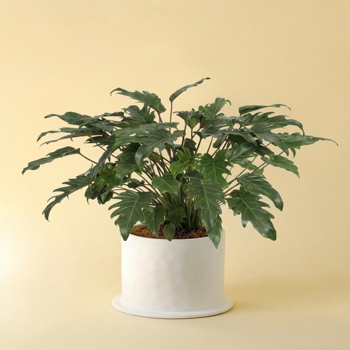 Thaumatophyllum (Philodendron) 'Xanadu'
