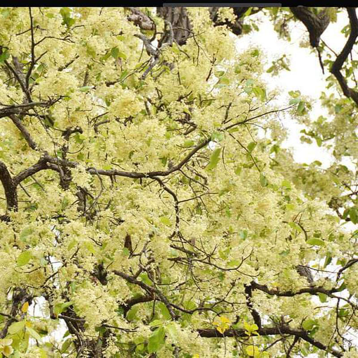Tree of Chhattisgarh Sal 8211 Plant