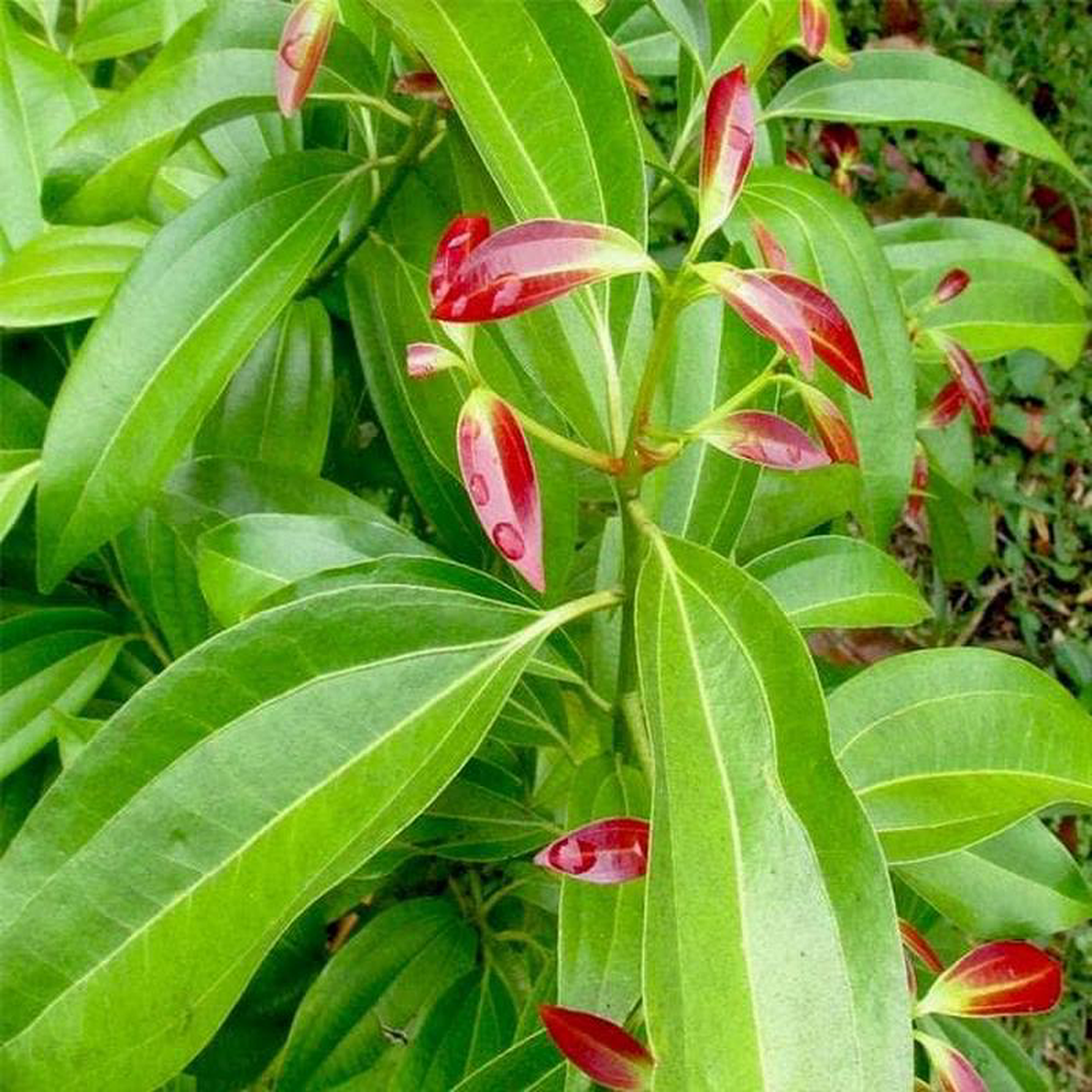 True Cinnamon Bay Leaf Tamala Patram 8211 Plant