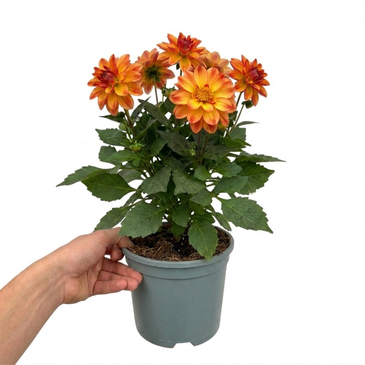 1 Large Plant - Dahlia Maggiore Fun Flame, Ready to Plant in Your Garden, 3L Pot