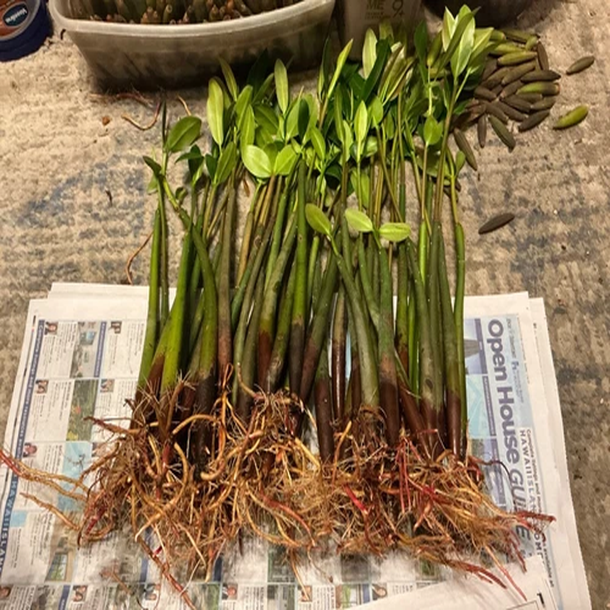 *1 red  mangrove*AQUARIUM FISH PLANTS*12 inches each*FREE SHIPPING*