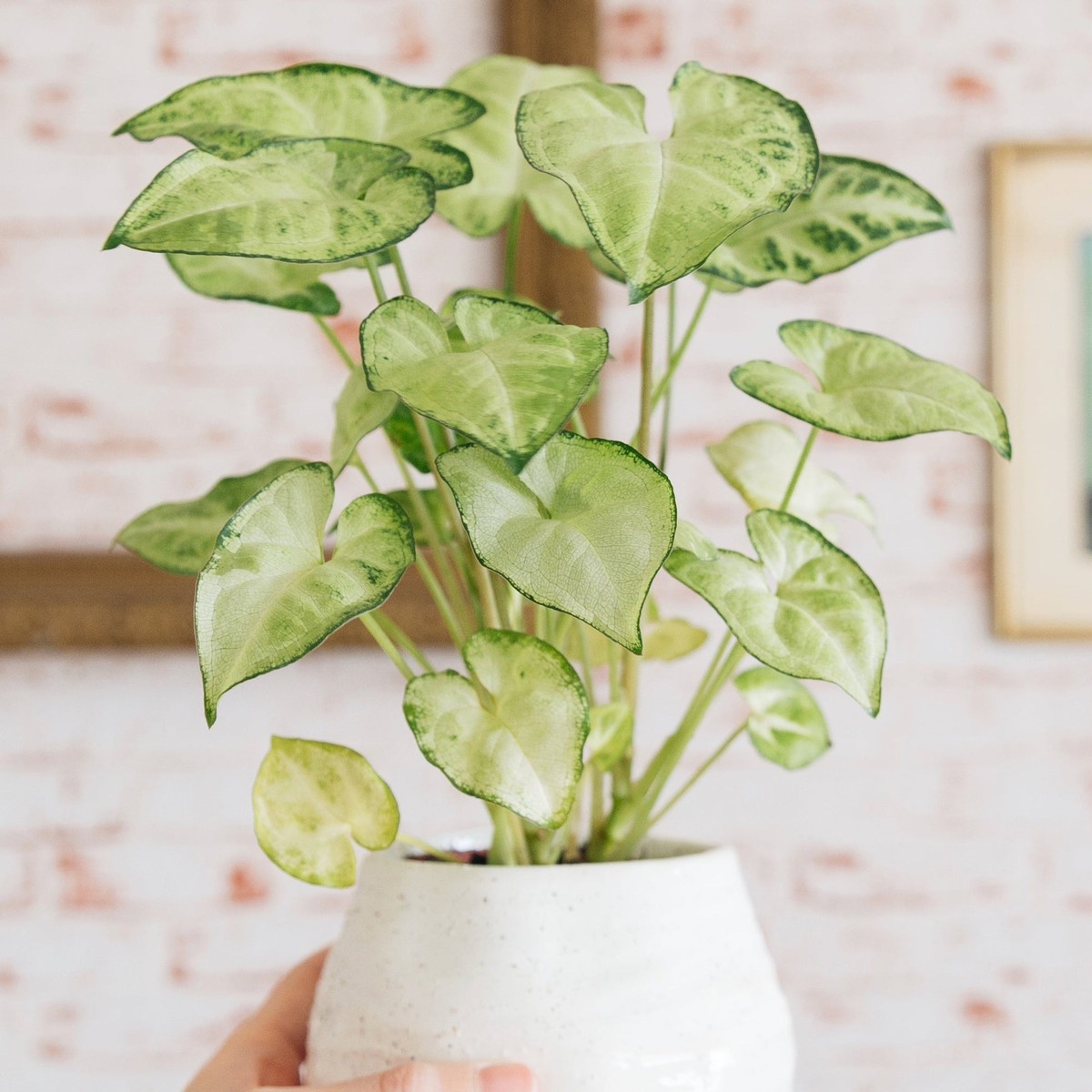 1 Syngonium Podophyllum White Butterfly - 7" Unrooted Cutting - Arrowhead Plant for Indoor Decor, Terrariums & Tropical Houseplants