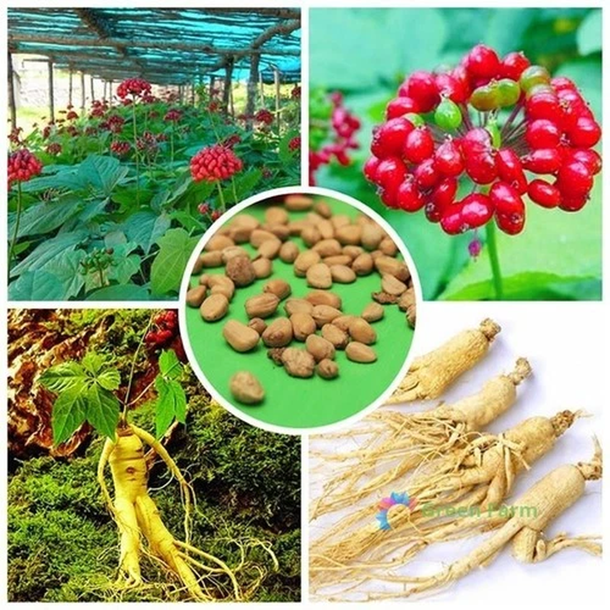 10 Seeds Panax Asian Chinese Korean Ginseng Herbaceous Perennial Root Plants