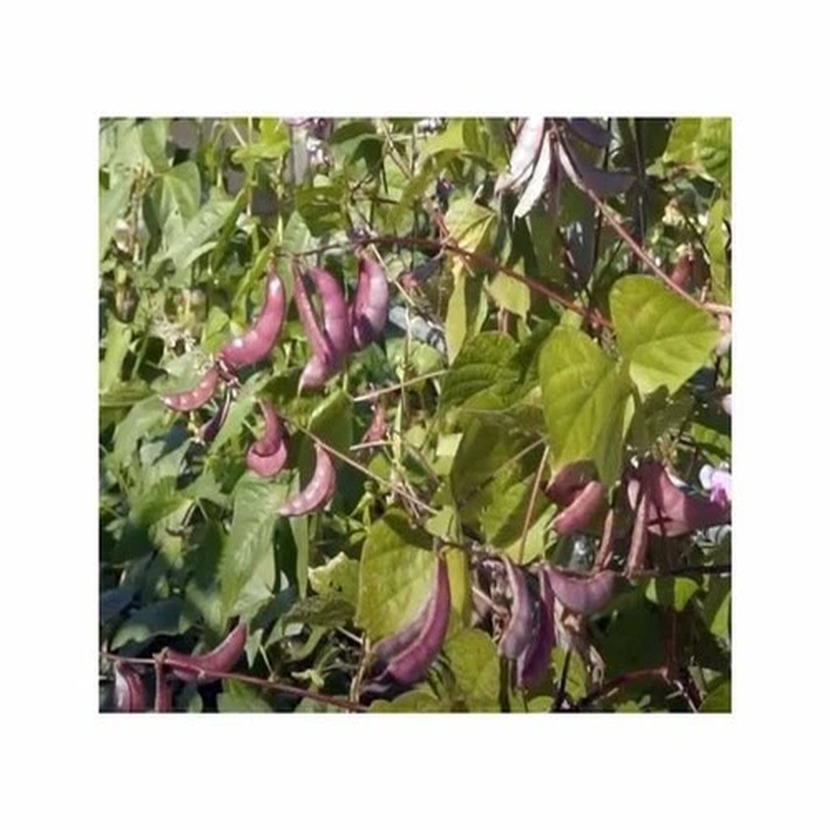 20x Helmet Bean Lablab Garden Plants - Seeds F-S573