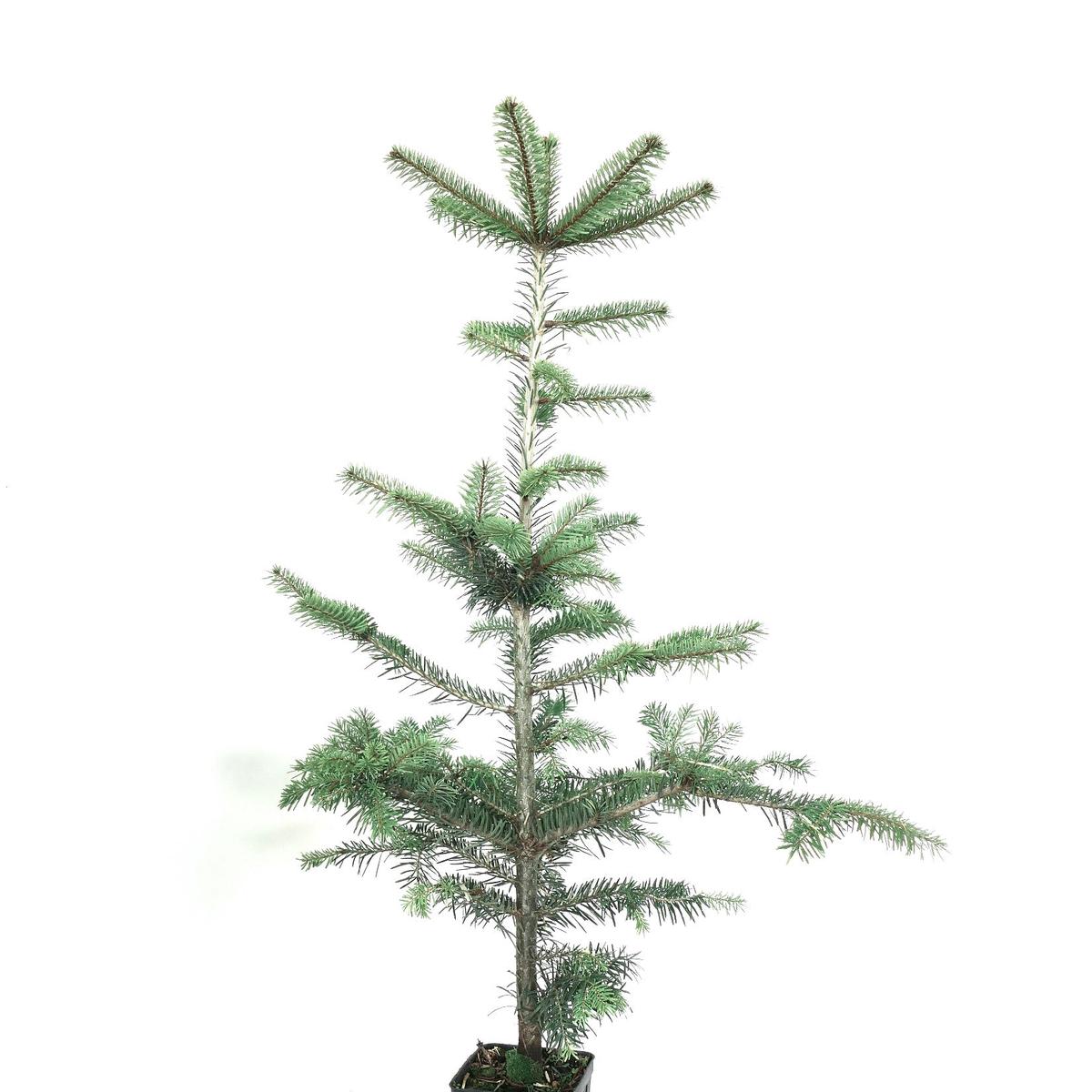 Abies bornmuelleriana - 40-70cm