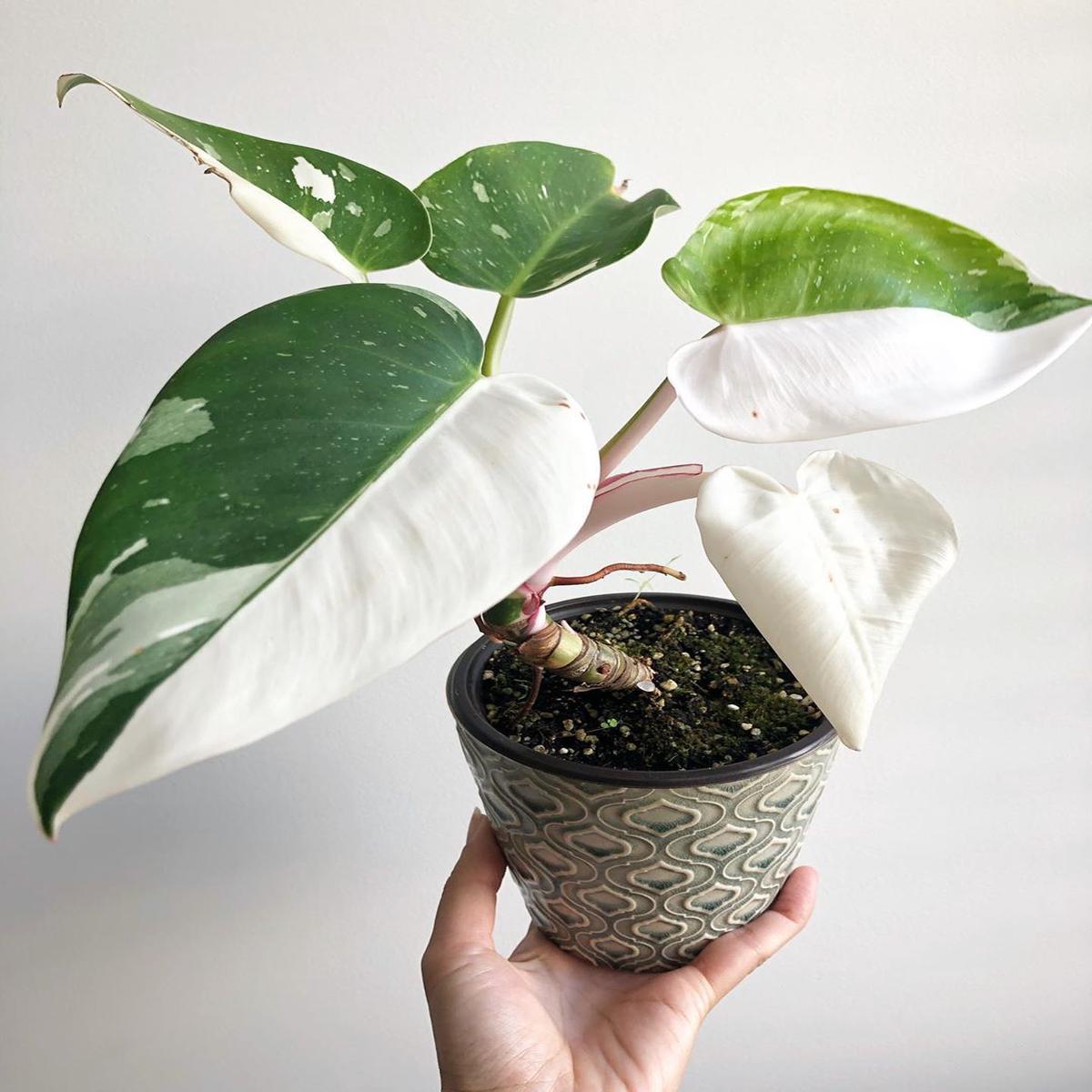 White Knight Philodendron - Live Plant in a 4 Inch Nursery Pot - Philodendron Erubescens White Knight - Extremely Rare Indoor Houseplant