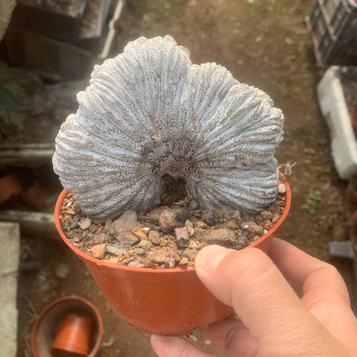 10CM Succulent Cactus Plant Astrophytum Myriostigma Onzuka Cristata Cactaceae