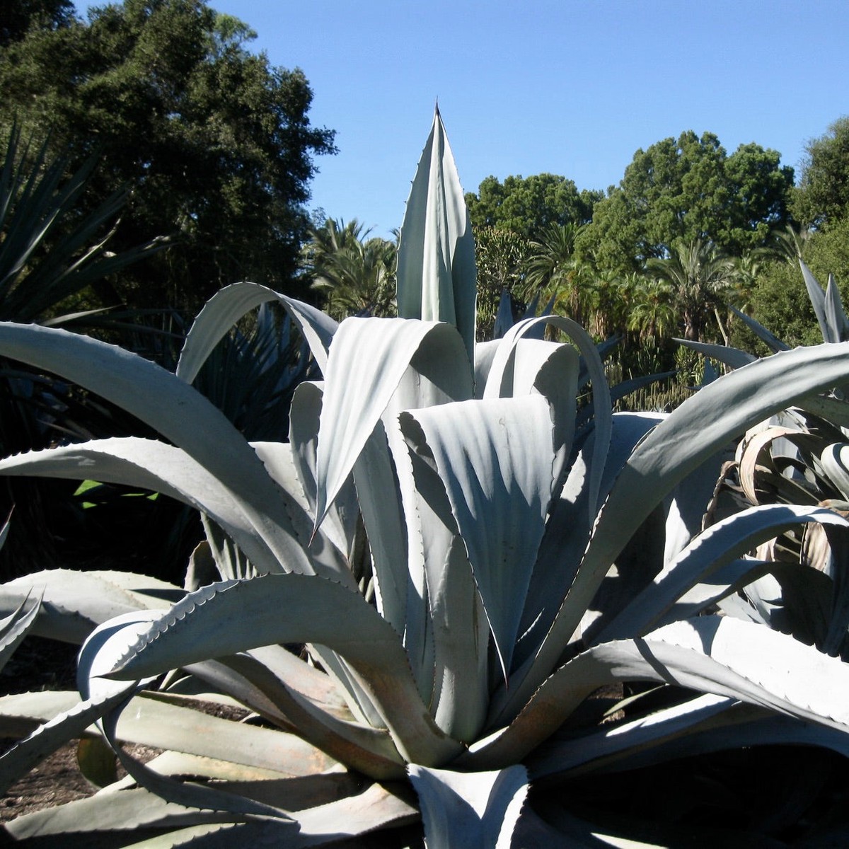 Agave americana