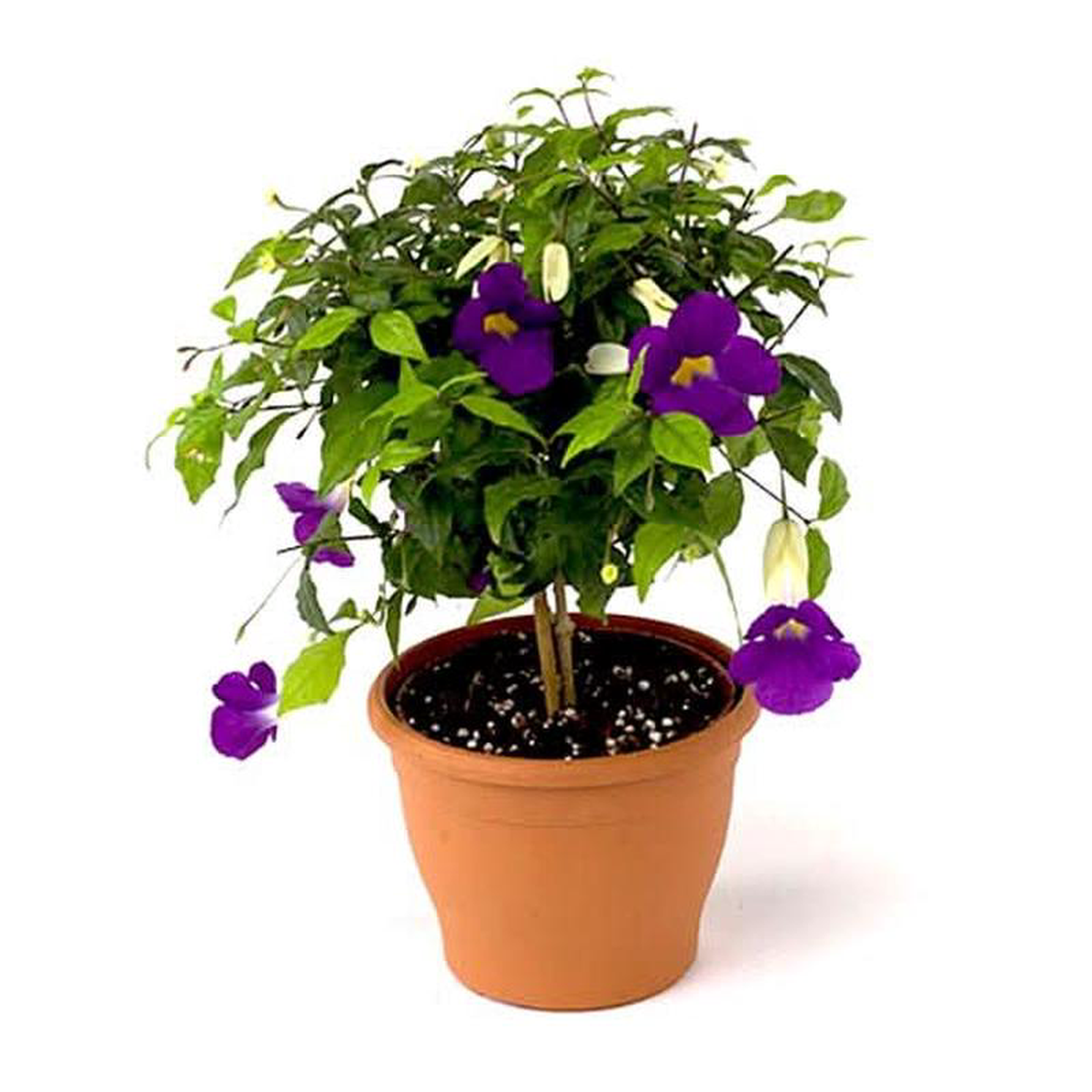 Thunbergia Erecta Nana Meyenia Erecta Nana Bush Clock Vine 8211 Plant