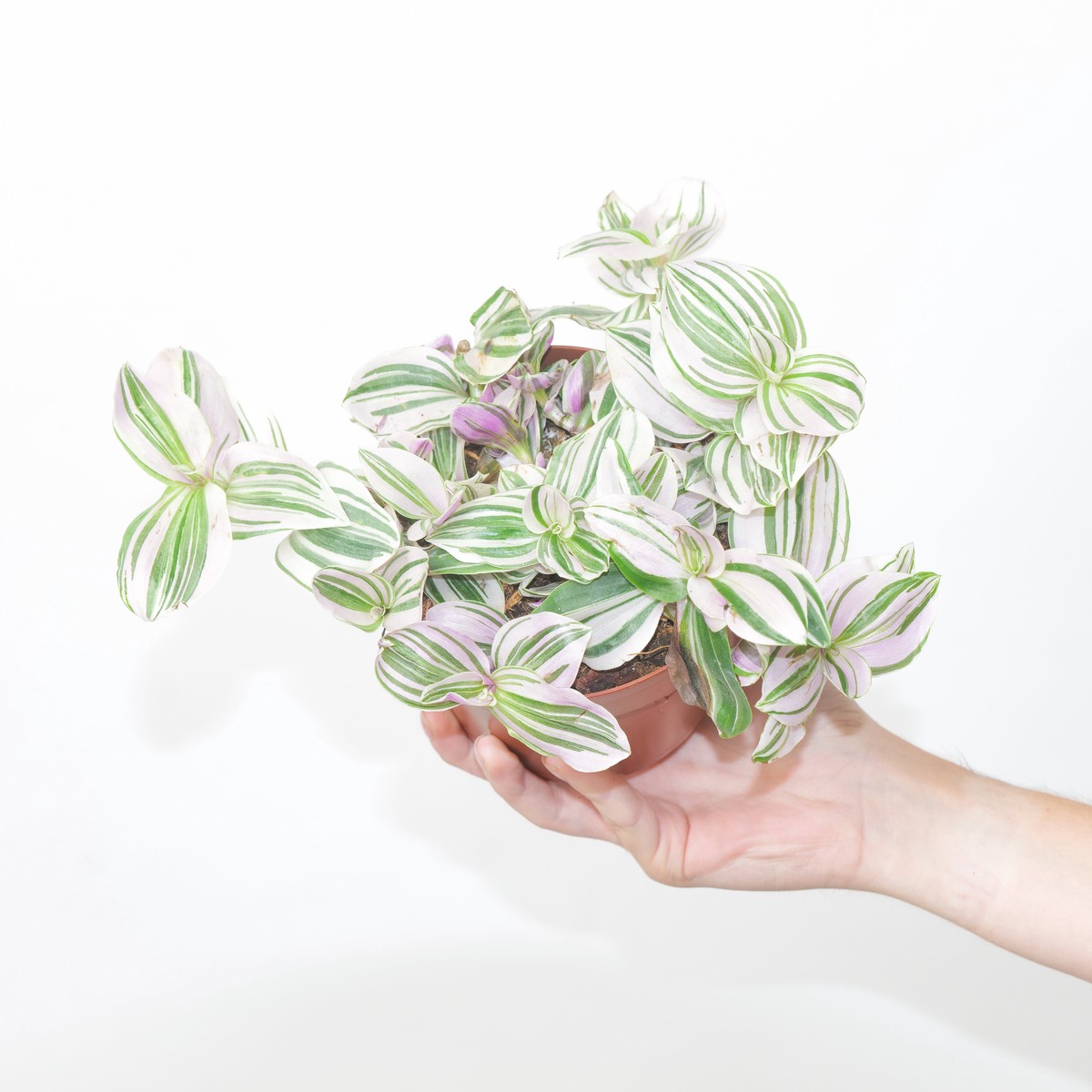 Tradescantia Unicorn