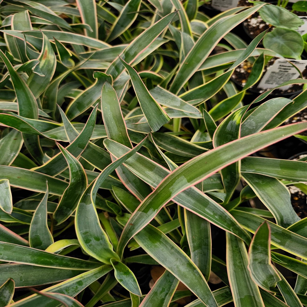 Variegated Spanish Dagger (Yucca gloriosa)