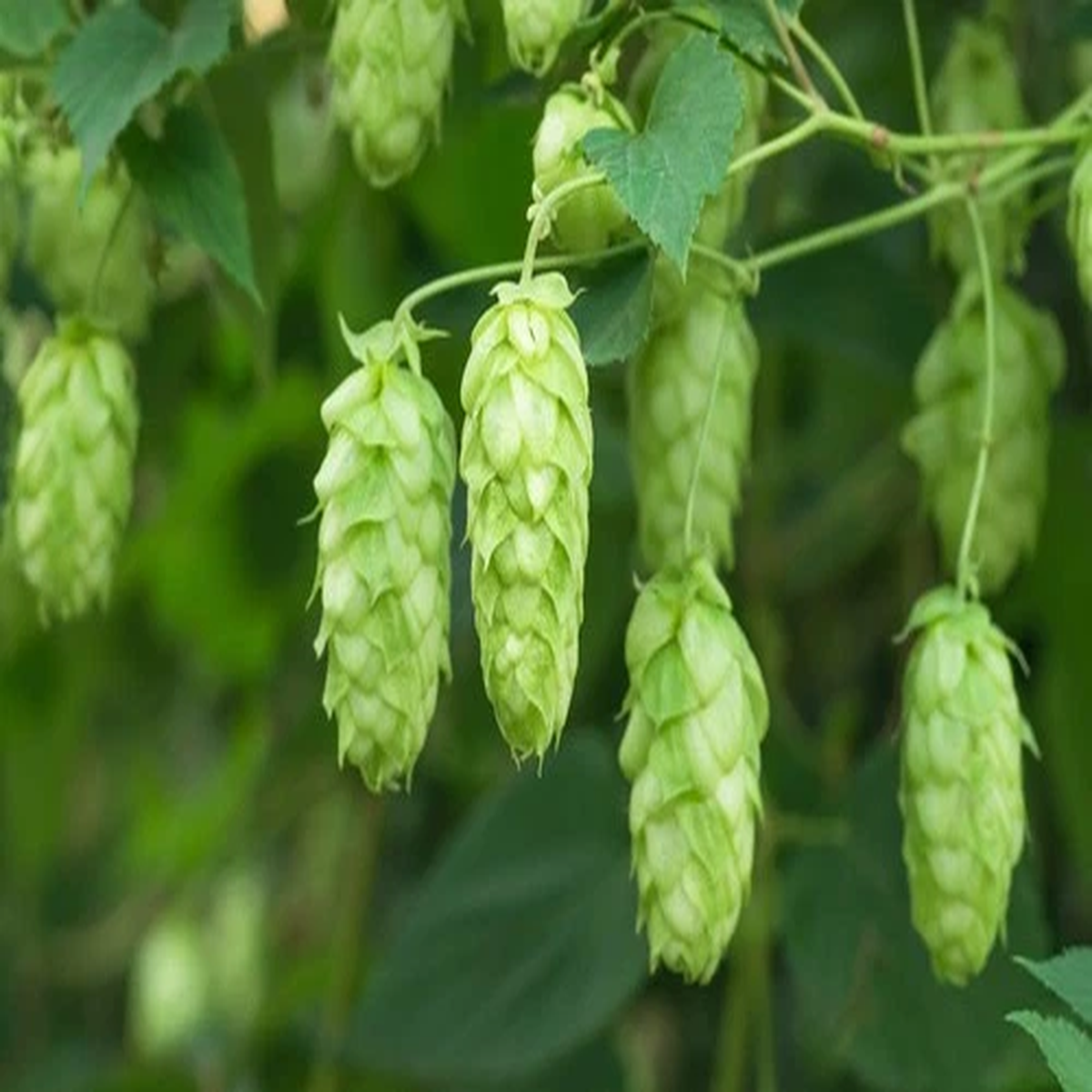 25 COMMON HOPS European Humulus Lupulus Vine Seeds Beer Making Ingredient