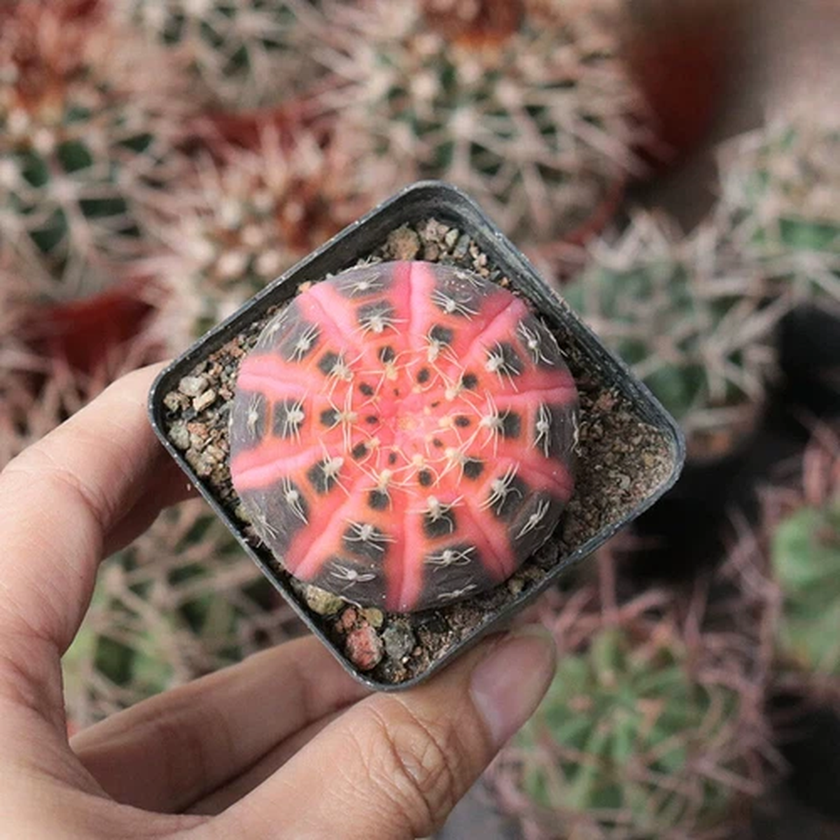 3cm Succulent Cactus Plant Gymnocalycium Ragonesei Variegata Cactaceae Beautiful