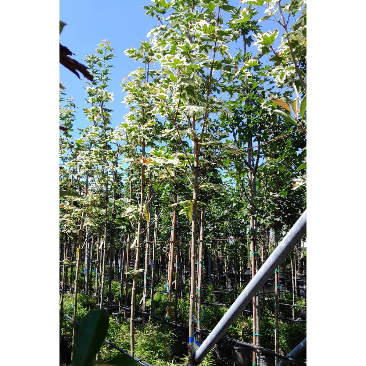 Acer platanoides 'Drummondii'