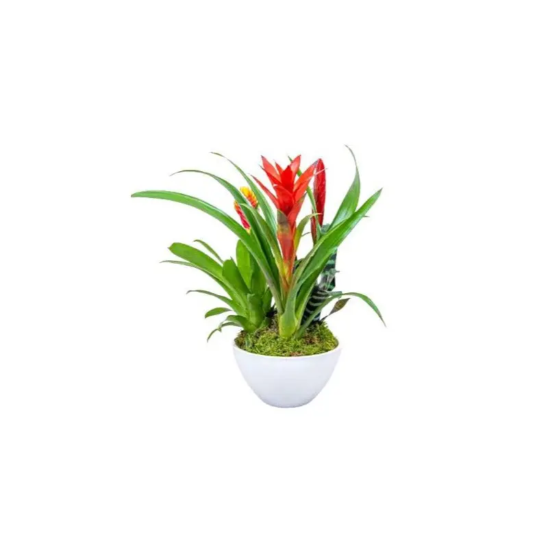 Stunning  Bromeliads Arrangement  Pot