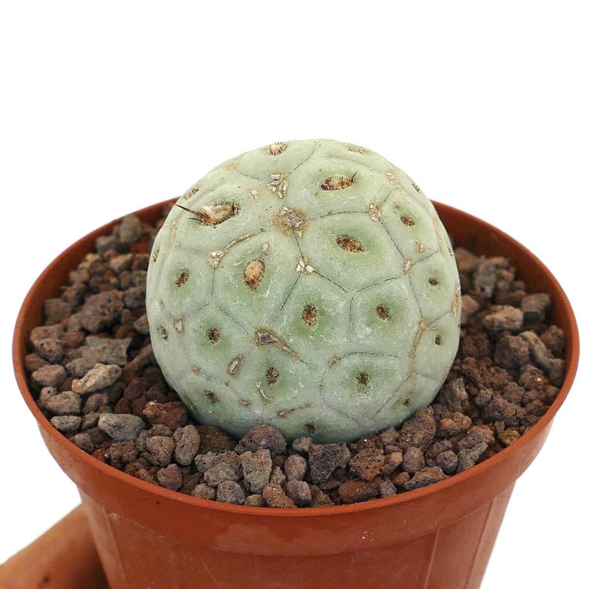 Tephrocactus geometricus ONE BALL 18N