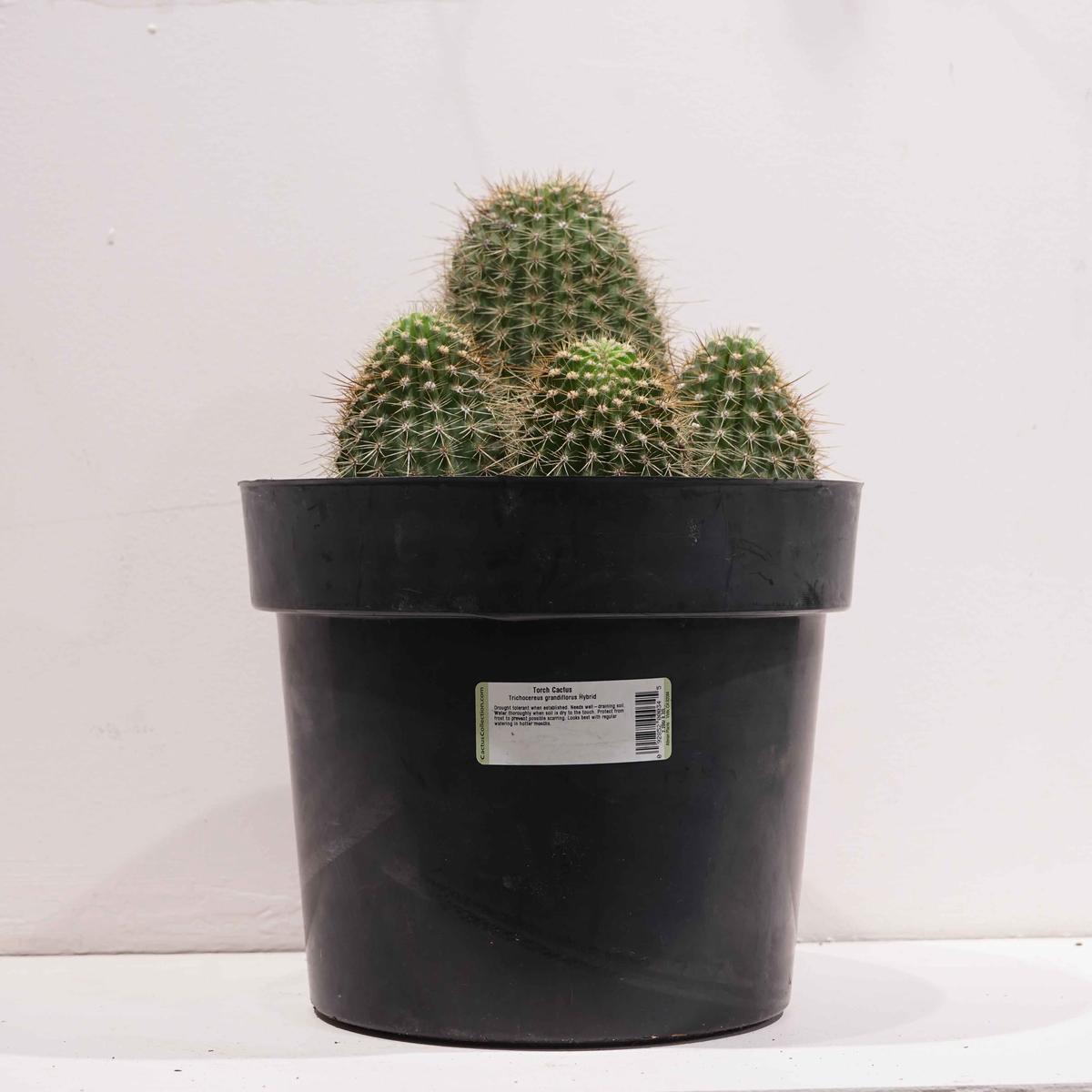 Torch Cactus: Trichocereus grandiflorus - 10 inch pot - 2 foot tall