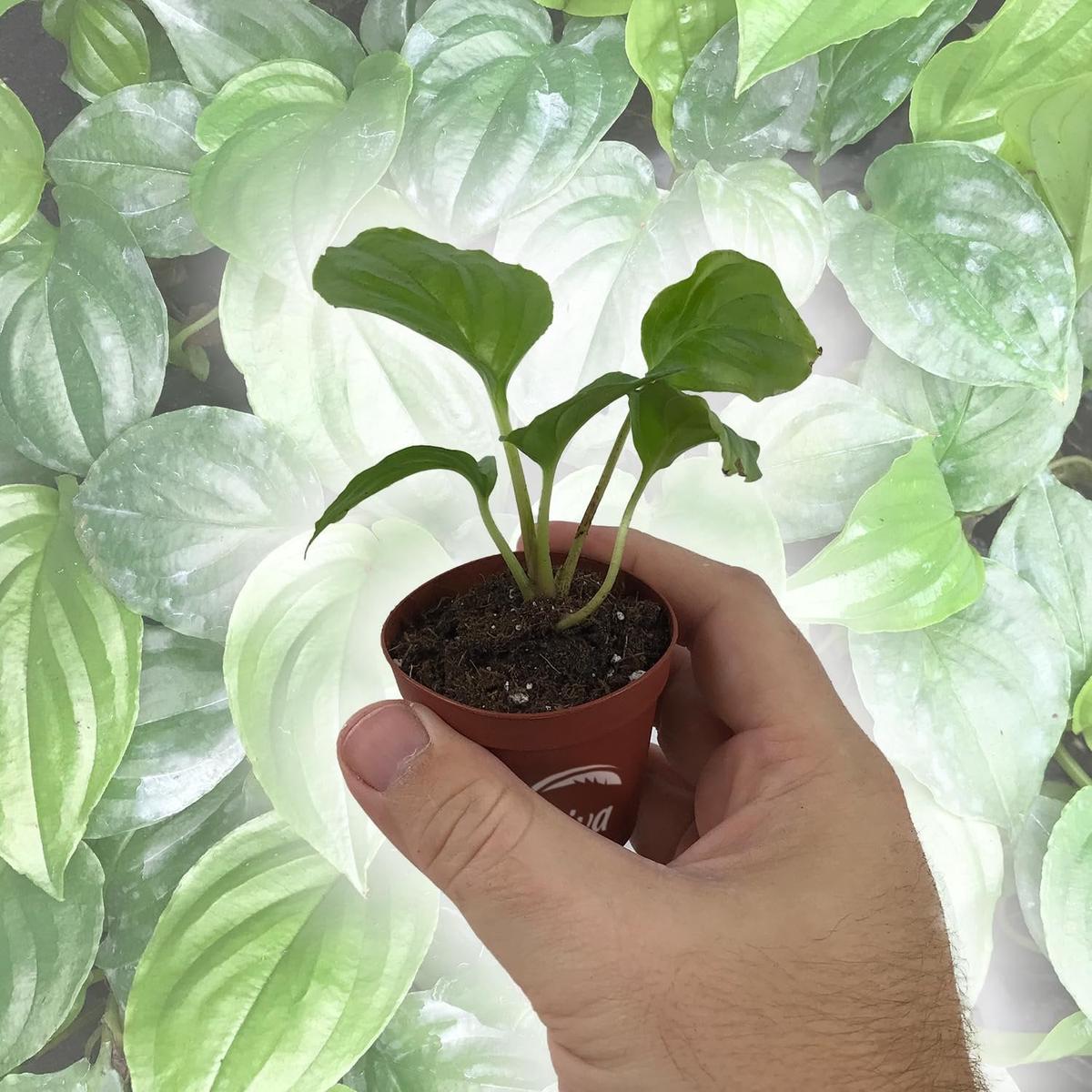 White Bat Flower - Live Starter Plants in 2 Inch Pots - Tacca Integrifolia - Not in Bloom When Shipped - Extremely Rare and Exotic Flowering Plant