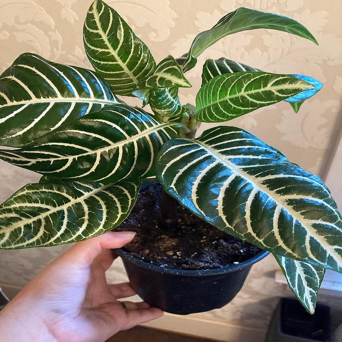 Zebra Plant - 3 Live Plants in 6 Inch Pots - Aphelandra Squarrosa 'Snow White' - Beautiful Easy Care Indoor Plant