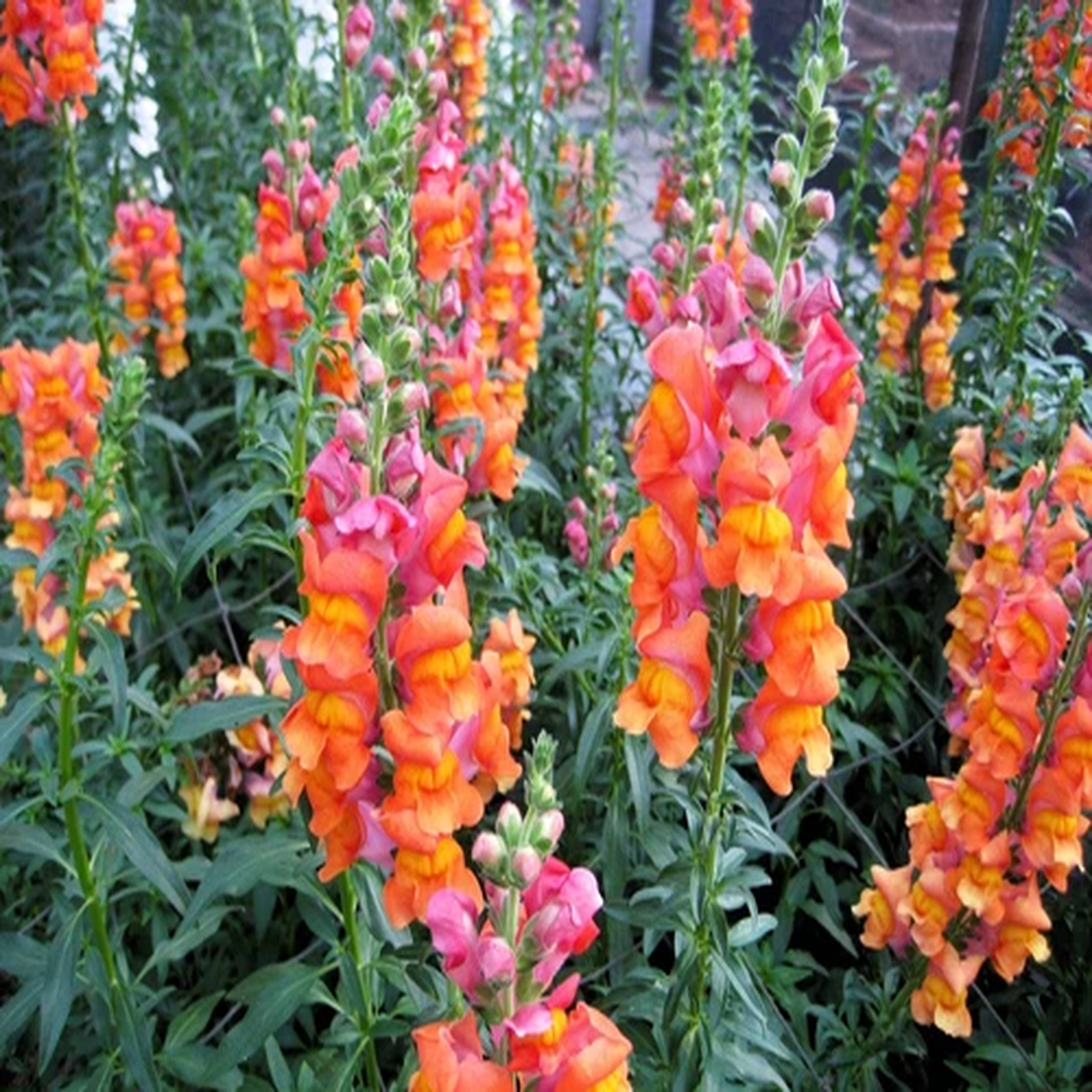 250 ORANGE WONDER SNAPDRAGON Antirrhinum Majus Flower Seeds *Flat S/H