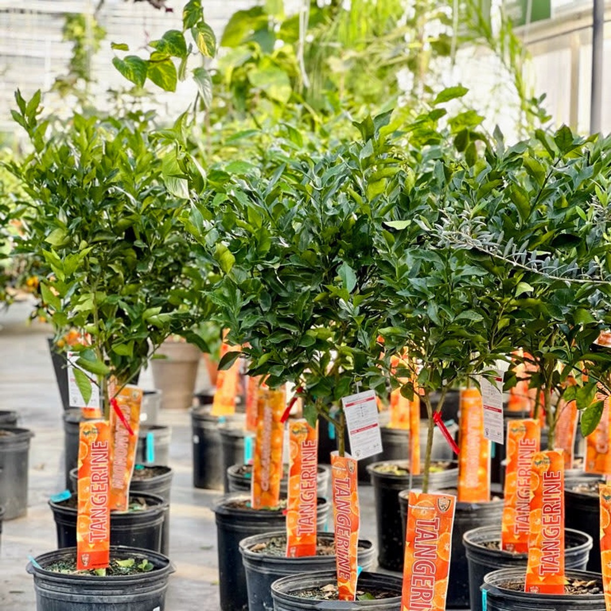 Tangerine Tree: Citrus tangerina - 16 inch pot - 5-6 foot tall
