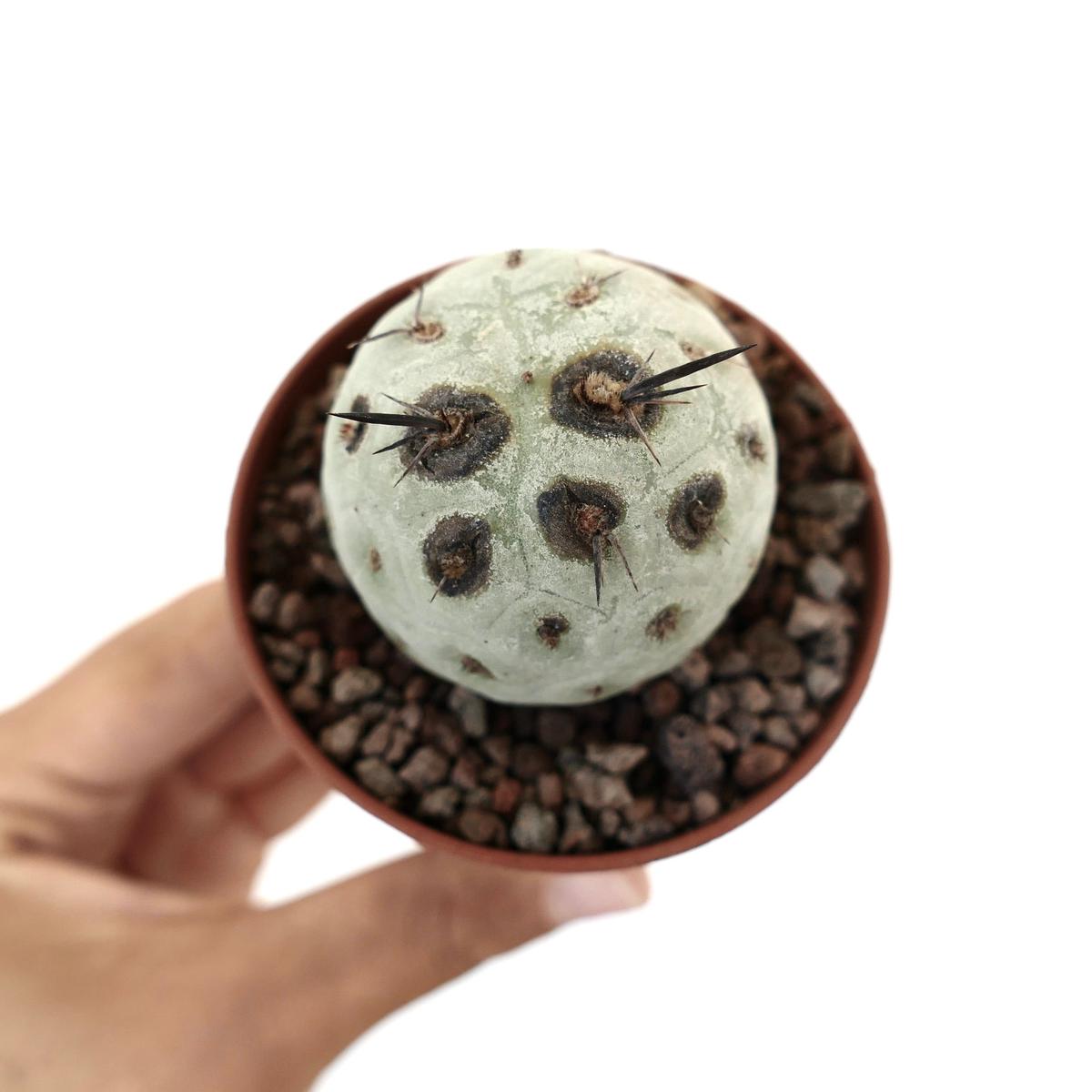 Tephrocactus geometricus SUPER BLACK SPOTS & SPINES 70