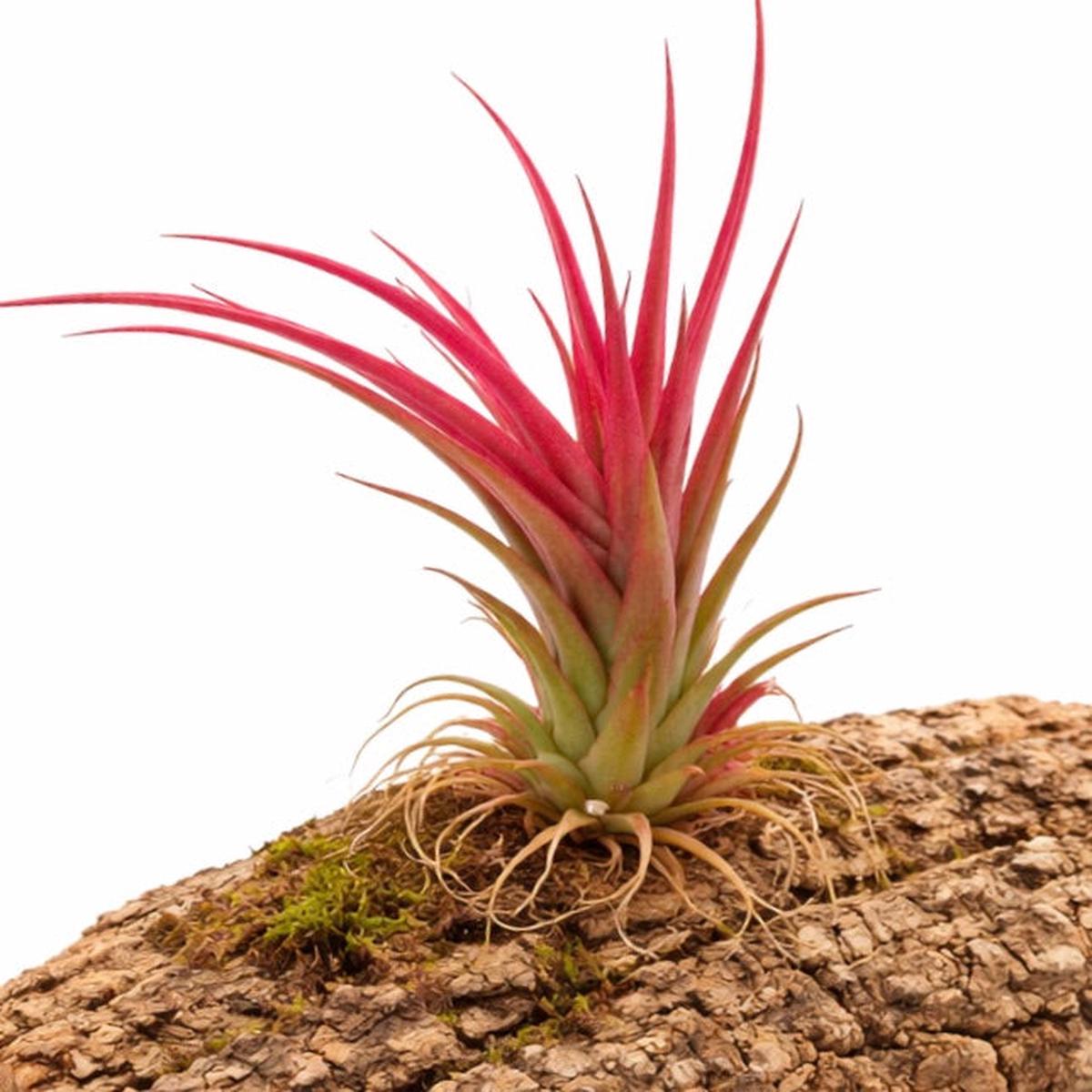 Tillandsia multiflora 'Red'