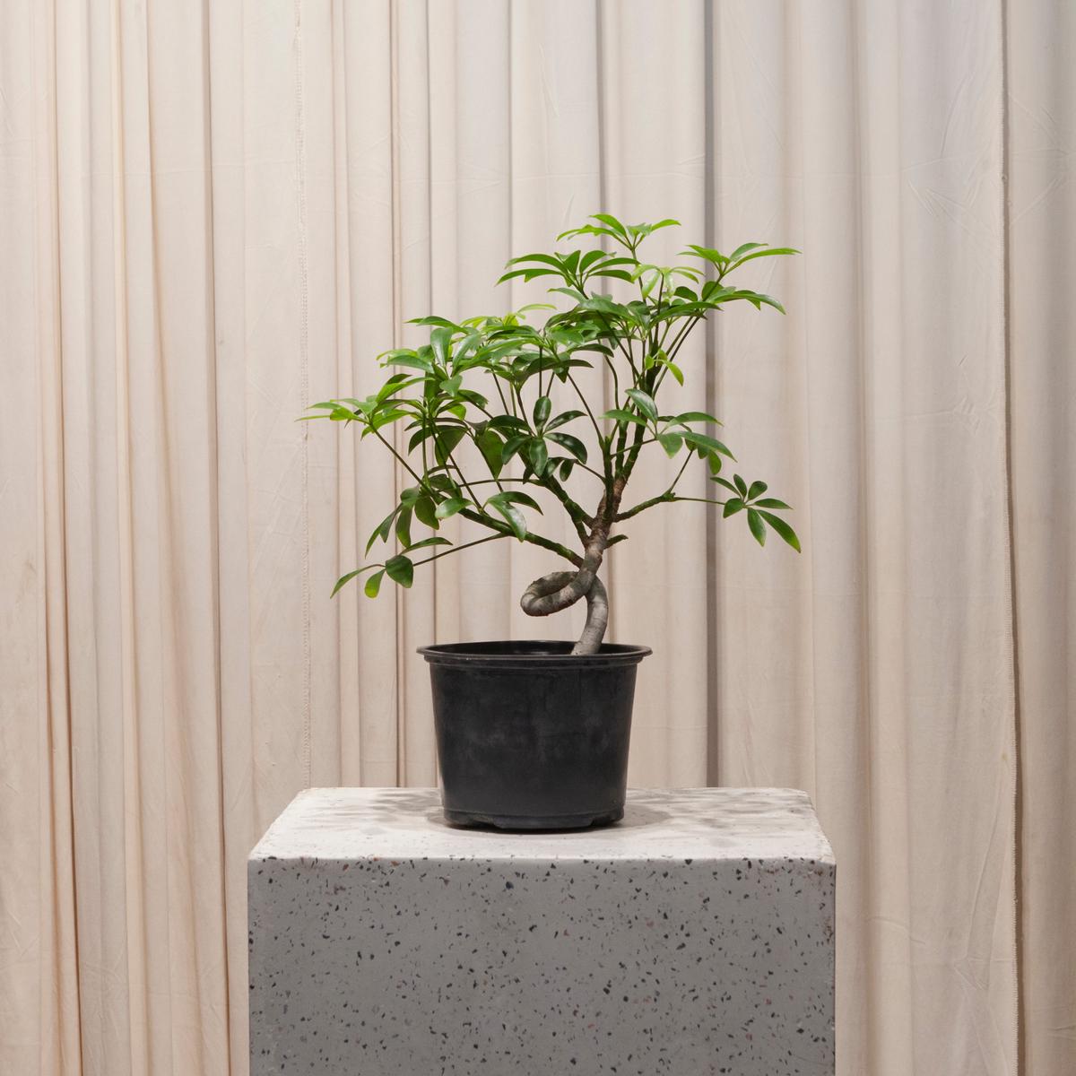Umbrella Tree Coiled Trunk Bonsai: Schefflera arboricola - 6 inch pot