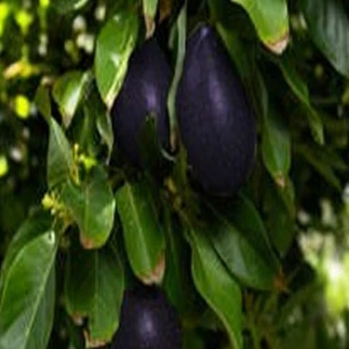 Very Rare Mexicola Grande  Avocado- 2 seeds, fresh, easy to grow-Cold-Hardy