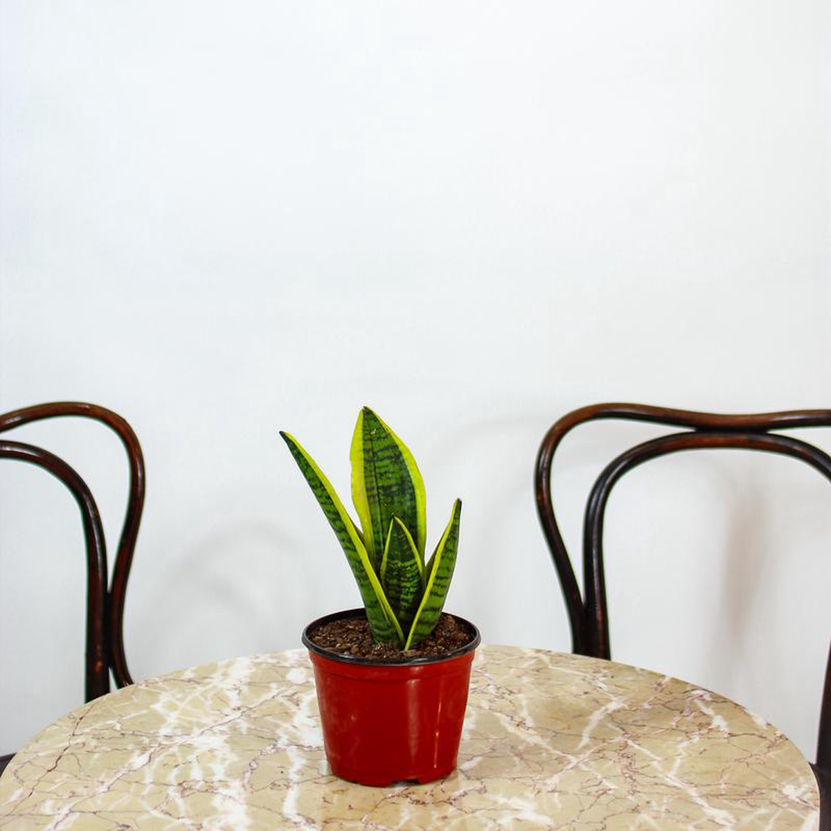 Yellow Snake Plant Sansevieria trifasciata 8216Futura Superba Laurentii8217 8211 6 inch pot
