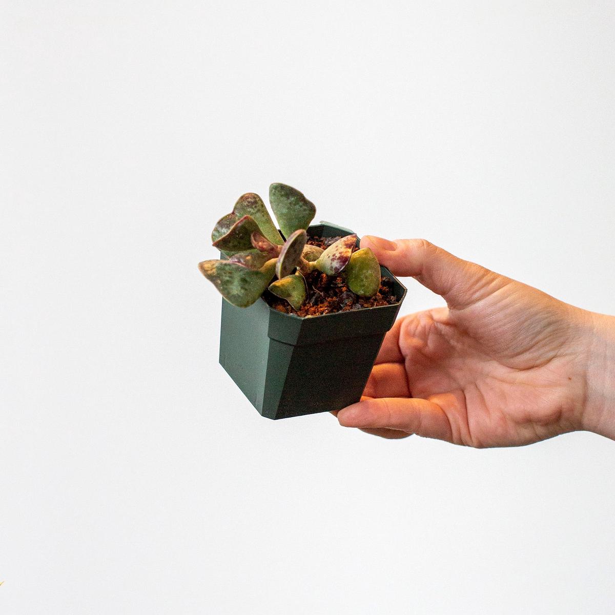 Adromischus maculatus - 3"