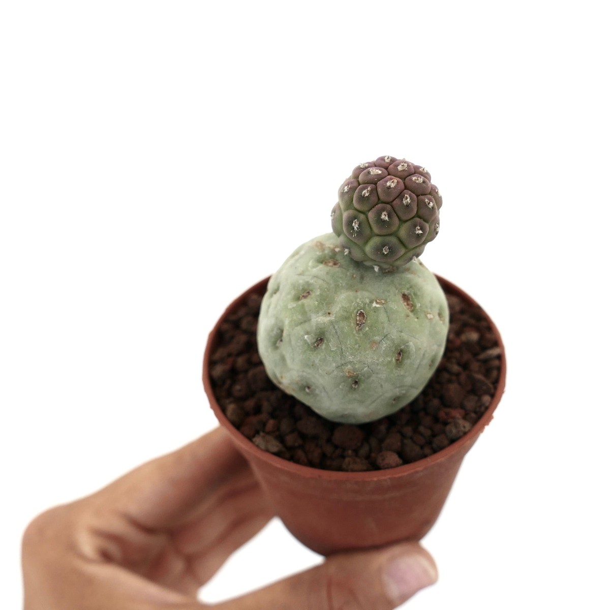 Tephrocactus geometricus SELECTED TWO BALLS 15RR