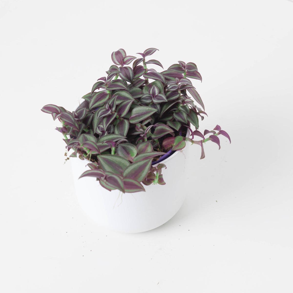 Tradescantia Purple Passion - 12cm