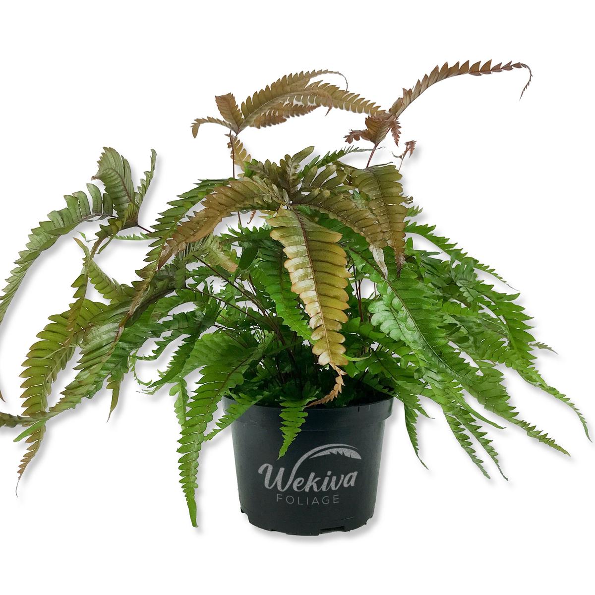 Tricolor Fern - Live Plant in a 6 Inch Grower's Pot - Pteris Aspericaulis Tricolor - Exotic Textured Foliage for Your Garden