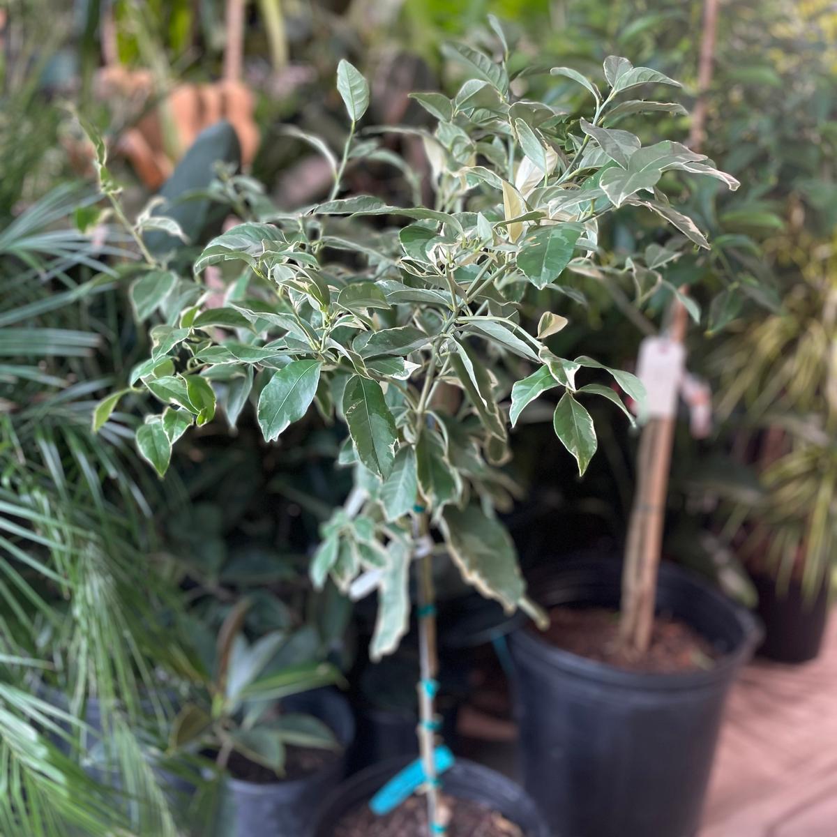 Variegated Pink Lemon Tree: Citrus limon - 16 inch pot - 5 foot tall