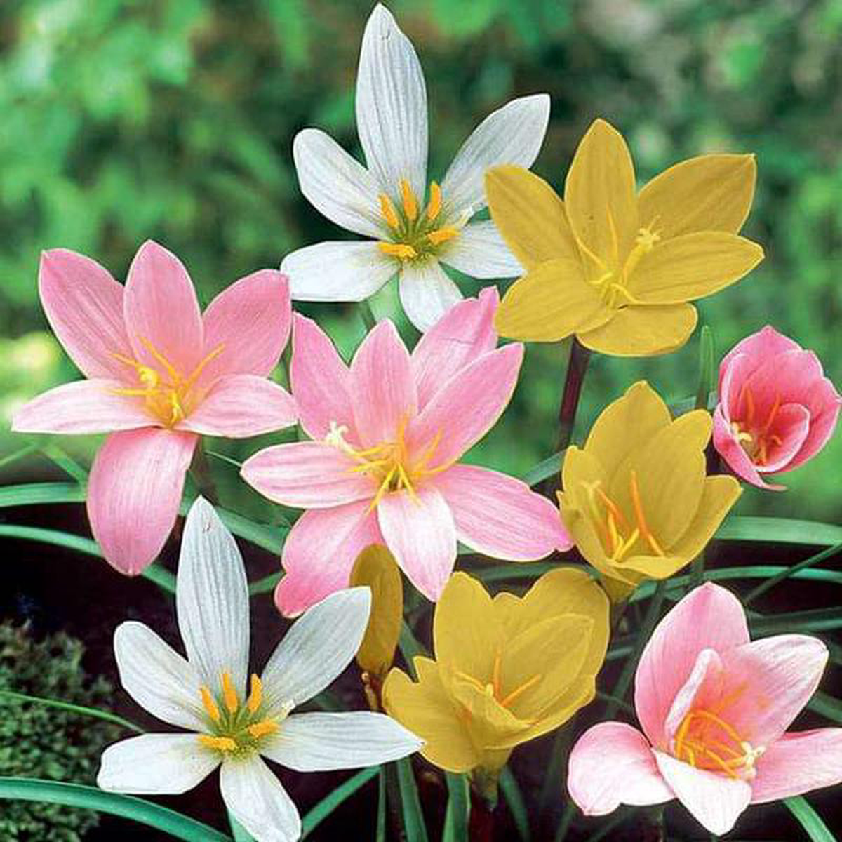 Zephyranthes Grandiflora Rain Lily (Any Color) 8211 Plant