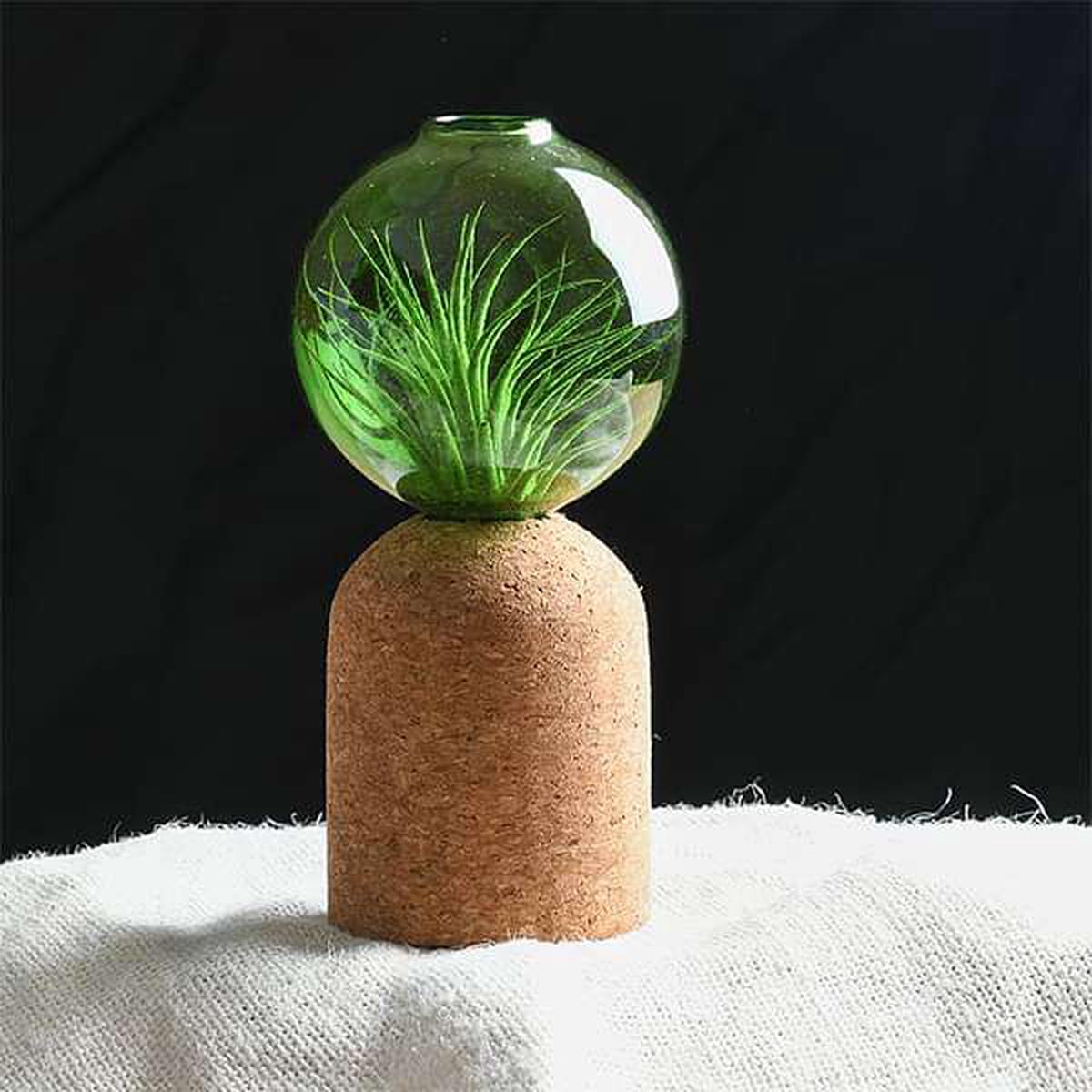 Zinn - Air Plant - Default Title