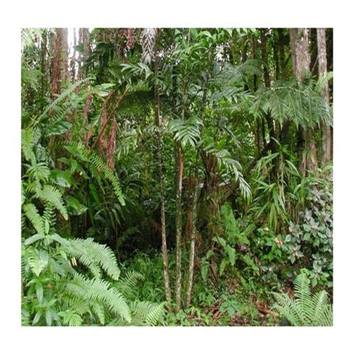 10x Basselinia eriostachys Purple Basselinia Palm Tree Garden Plants - Seeds ID354