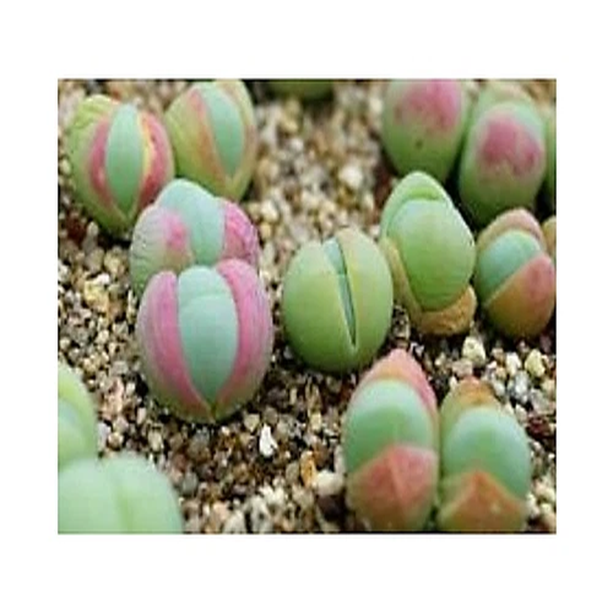 15x Gibbaeum comptonii Dwarf Succulent Succulent Garden Plants - Seeds B1526