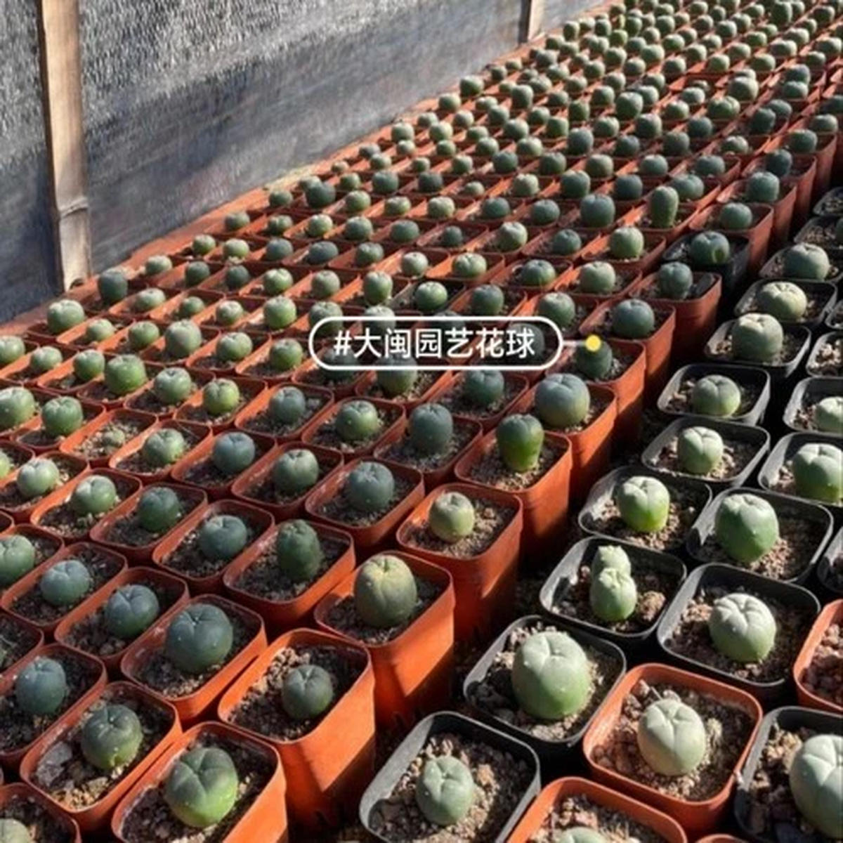 20/50PCS Rare Plant SucculentLive Mix L W/F  Random Own Root Boutique 2.5CM