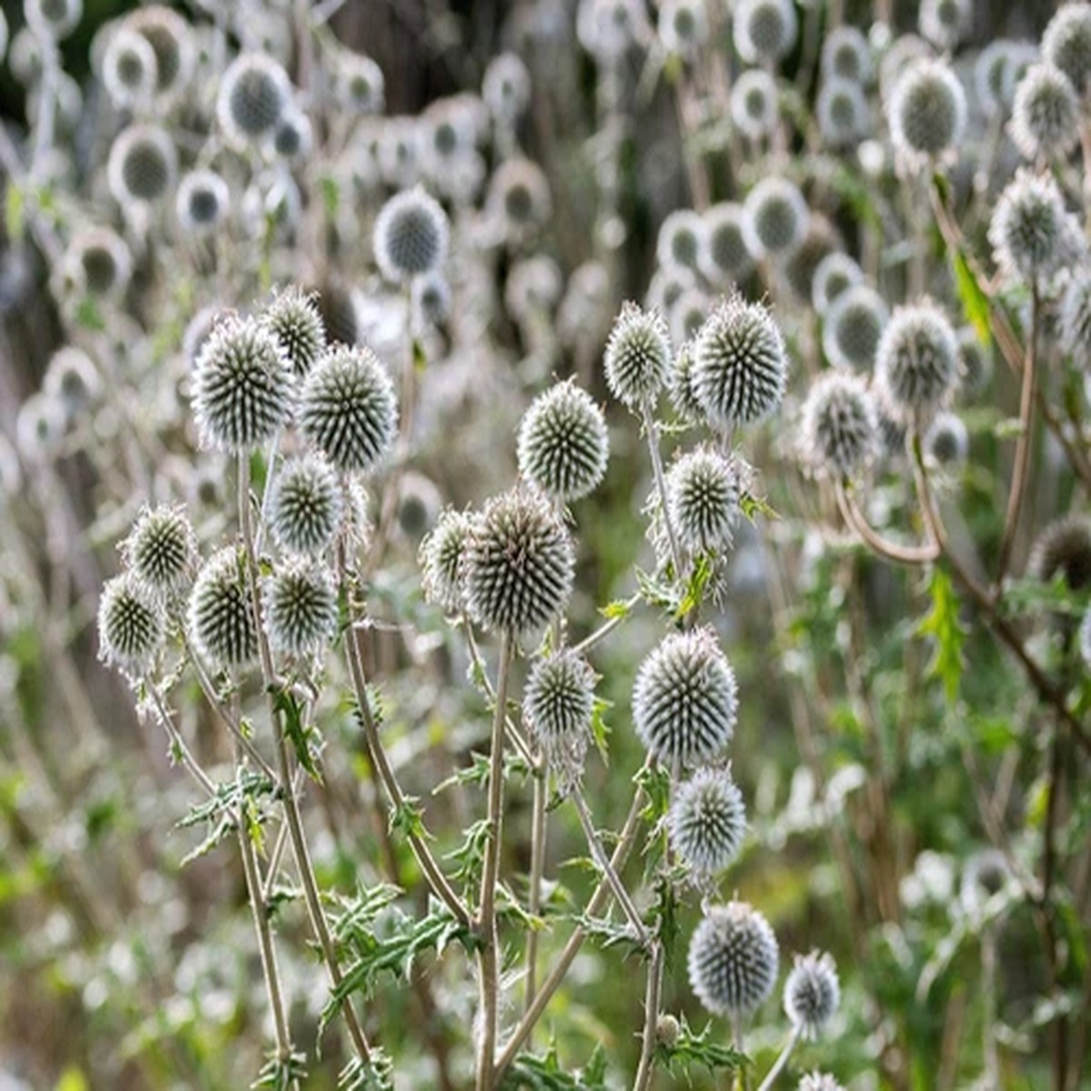 20 Silver GIANT GLOBE THISTLE Echinops Sphaerocephalus Silver White Flower Seeds