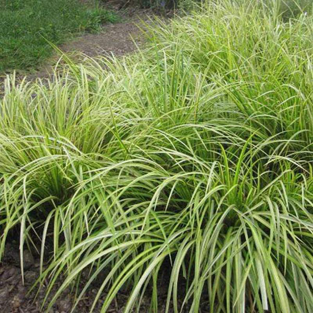 Acorus Grass 8211 Plant