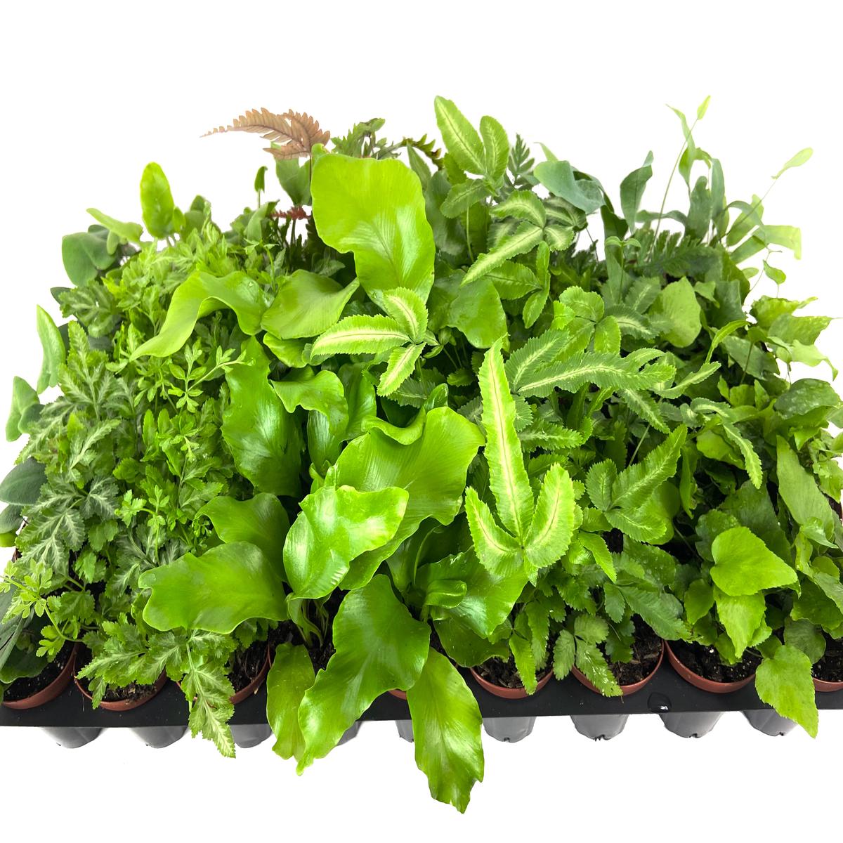 Ultimate Fern Collection - 45 Live Plants in 2 Inch Pots - Grower's Choice Based on Health, Beauty and Availability - Florist Quality Easy to Grow Air Purifying Indoor Plants