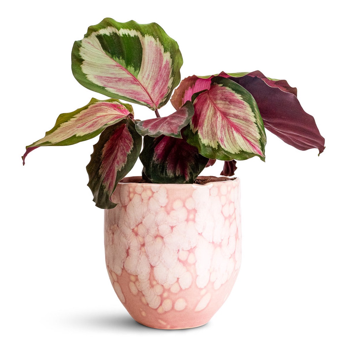Calathea roseopicta Rosy - Rose Painted Calathea