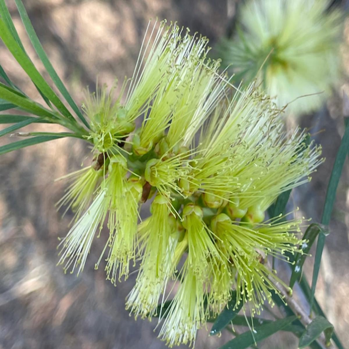 Callistemon pachyphyllus Green