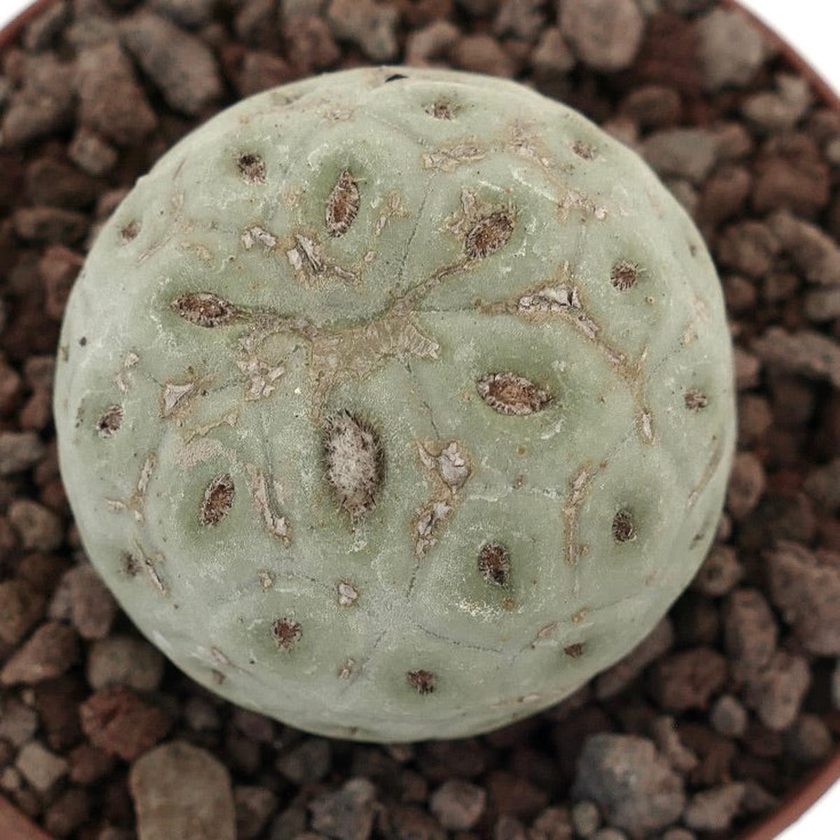 Tephrocactus geometricus ONE BALL 60