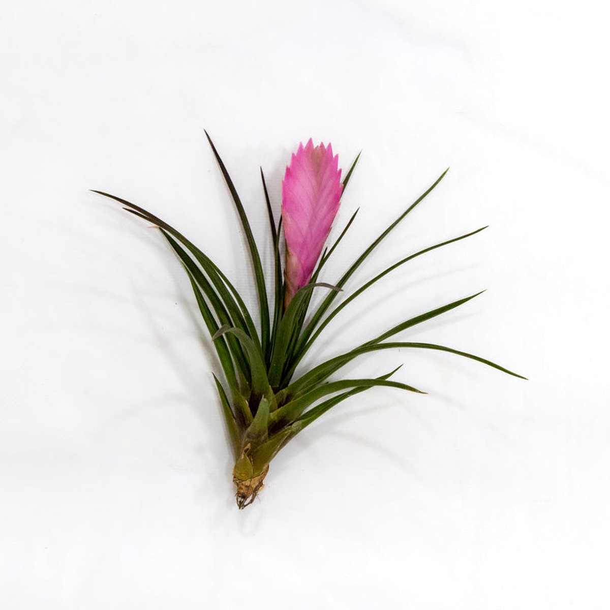 Tillandsia cyanea 'Sandy' (Pink Quil)